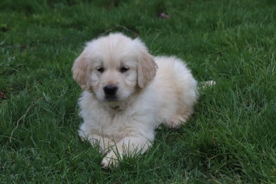 Les chiots de Golden Retriever