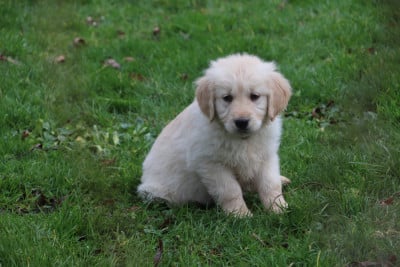 Les chiots de Golden Retriever