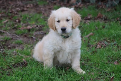 Les chiots de Golden Retriever