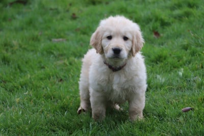 Les chiots de Golden Retriever