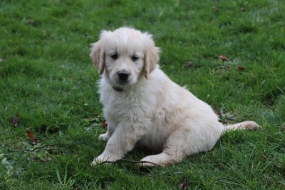 Les chiots de Golden Retriever