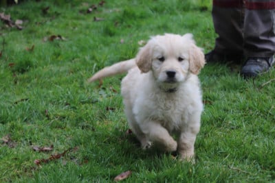 Les chiots de Golden Retriever