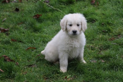 Les chiots de Golden Retriever