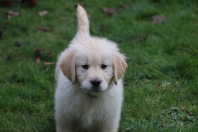 Les chiots de Golden Retriever