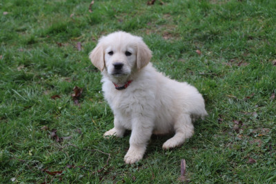 Les chiots de Golden Retriever