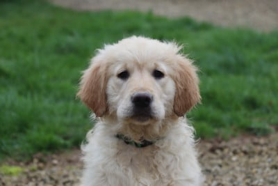 Les chiots de Golden Retriever