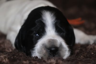 Les chiots de Cocker Spaniel Anglais