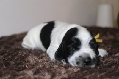 Les chiots de Cocker Spaniel Anglais