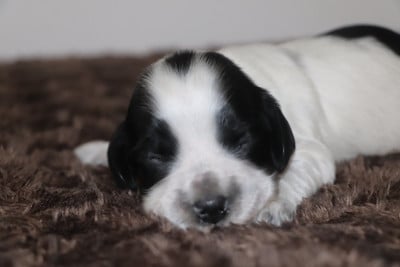 Les chiots de Cocker Spaniel Anglais