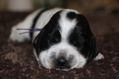 Les chiots de Cocker Spaniel Anglais