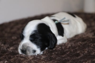 Les chiots de Cocker Spaniel Anglais