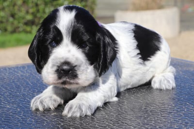 Les chiots de Cocker Spaniel Anglais