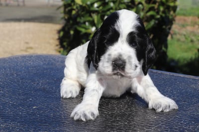 Les chiots de Cocker Spaniel Anglais
