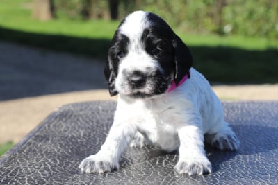 Les chiots de Cocker Spaniel Anglais