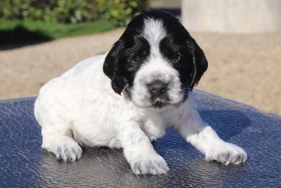 Les chiots de Cocker Spaniel Anglais