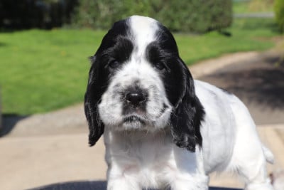 Les chiots de Cocker Spaniel Anglais