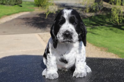 Les chiots de Cocker Spaniel Anglais