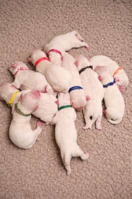 Les chiots de Golden Retriever