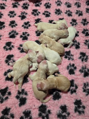 Les chiots de Golden Retriever
