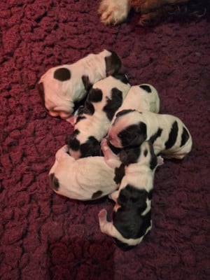 Les chiots de Cocker Spaniel Anglais