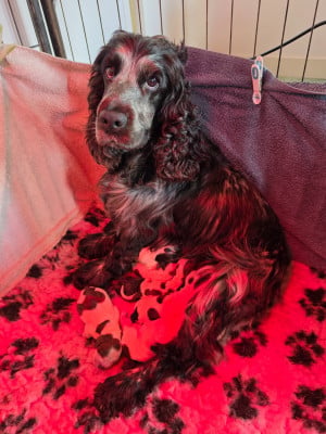 Les chiots de Cocker Spaniel Anglais