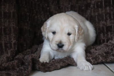 Les chiots de Golden Retriever