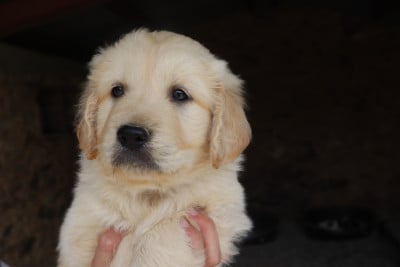 Les chiots de Golden Retriever