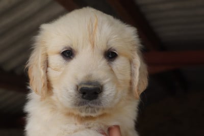 Les chiots de Golden Retriever