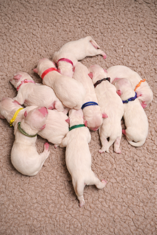 Golden Retriever - Des Plumes D'Orphée