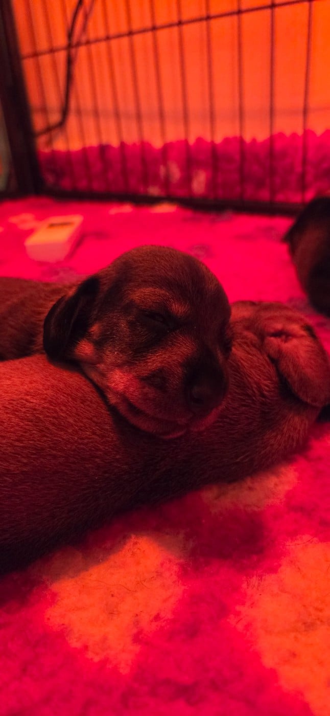 CHIOT 1 - Teckel poil dur