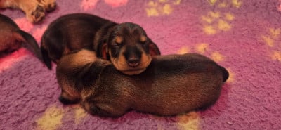 Les chiots de Teckel poil dur