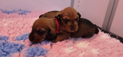 Les chiots de Teckel poil dur