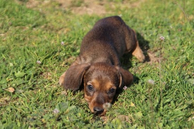 Les chiots de Teckel poil dur