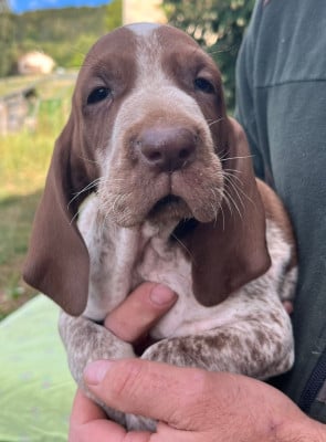 Les chiots de Braque Italien
