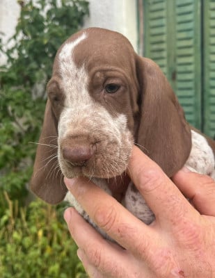Les chiots de Braque Italien
