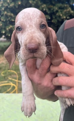 Les chiots de Braque Italien