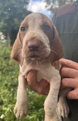 Les chiots de Braque Italien
