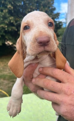 Les chiots de Braque Italien