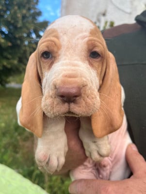 Les chiots de Braque Italien