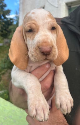 Les chiots de Braque Italien