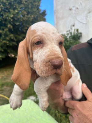 Les chiots de Braque Italien
