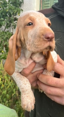 Les chiots de Braque Italien