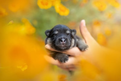 Chien finnois de Laponie
