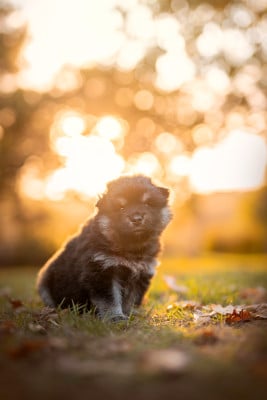 Les chiots de Chien finnois de Laponie