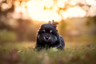 Les chiots de Chien finnois de Laponie