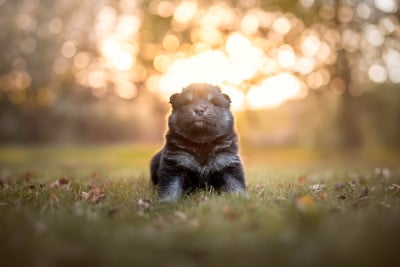 Les chiots de Chien finnois de Laponie