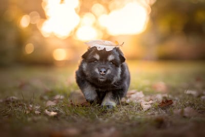 Les chiots de Chien finnois de Laponie