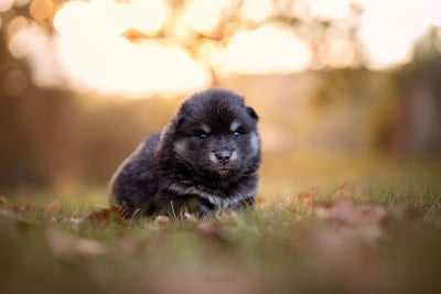 Les chiots de Chien finnois de Laponie
