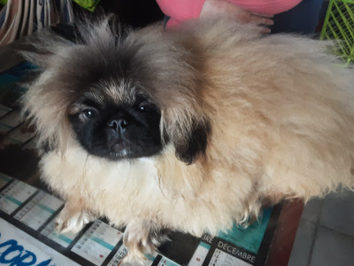 Pekinois