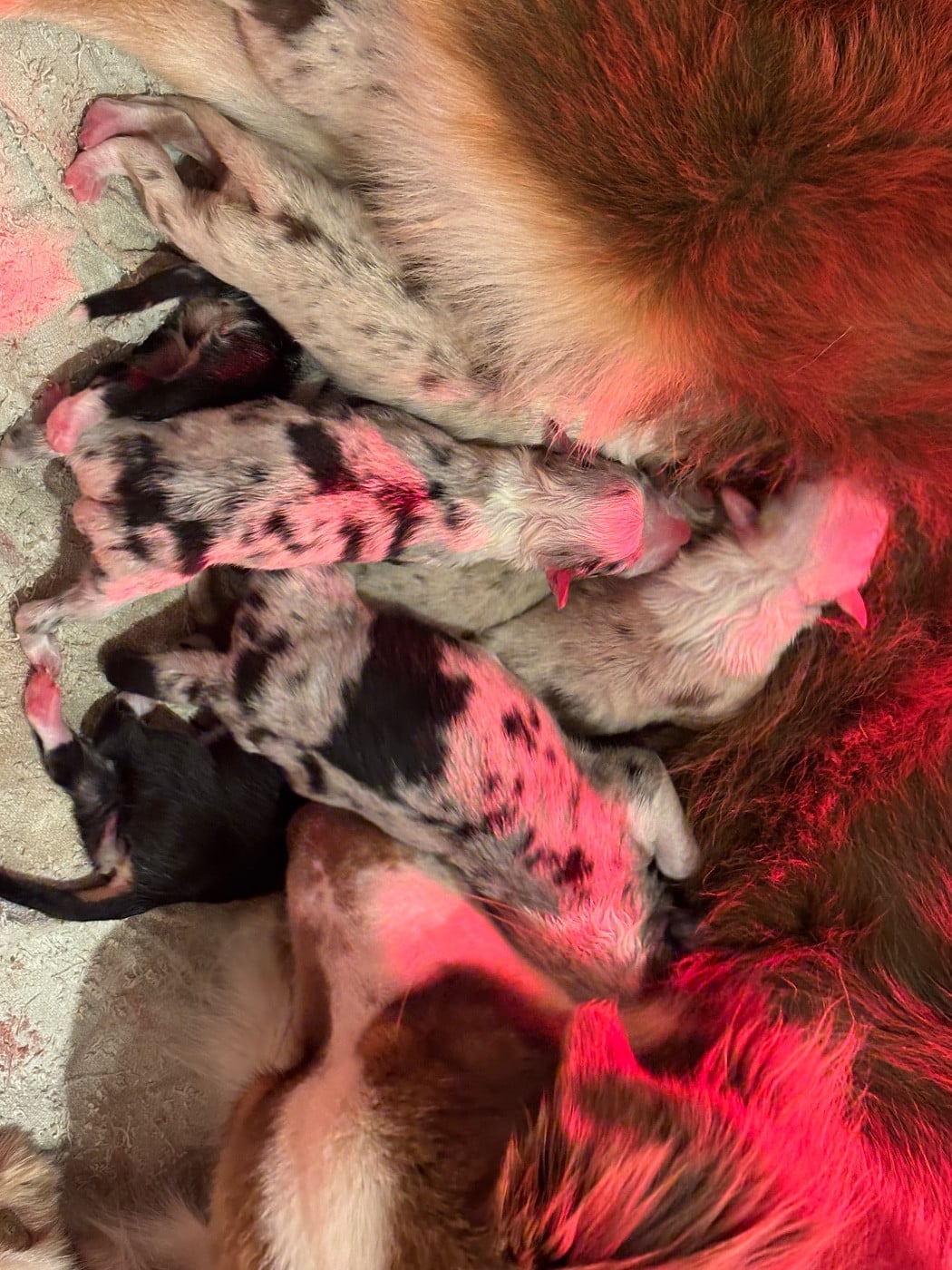 Berger Australien - Du Domaine Des Flammes D'Or